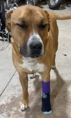 Dog standing with paw pain. Sock covering hole in paw.