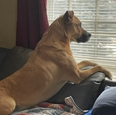 Dog's healed paw leaning over couch back while gazing outside through the window.