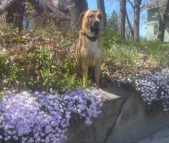 Dog sitting in spring flowers