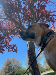 Dog sitting under flowering tree