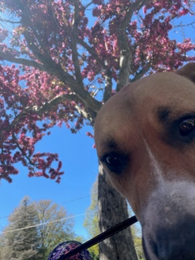 Dog looking down under flowering tree.