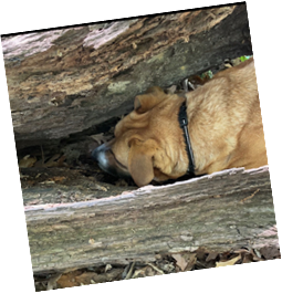 Dog sniffing in log. At least there was no screaming.