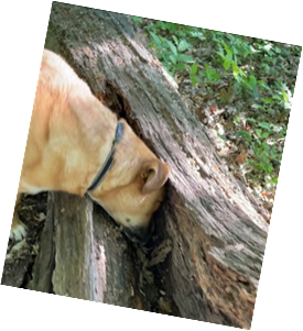 dog sniffing in log. At least there was no screaming.