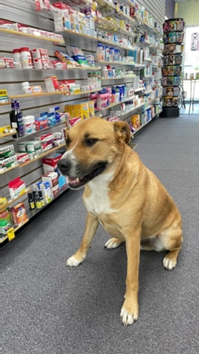 Otis dog at the drugstore.