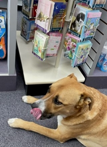 Otis dog looking at cards in drugstore.